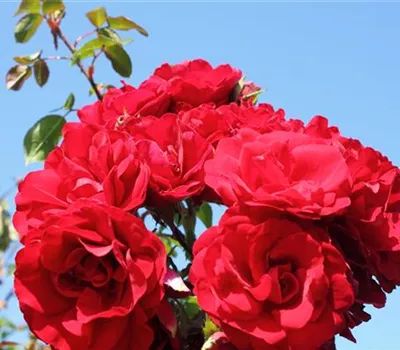 Kletterrose 'Amadeus'® Kletterrose 'Amadeus'®