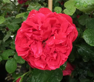 Kletterrose 'Florentina'® Kletterrose 'Florentina'®