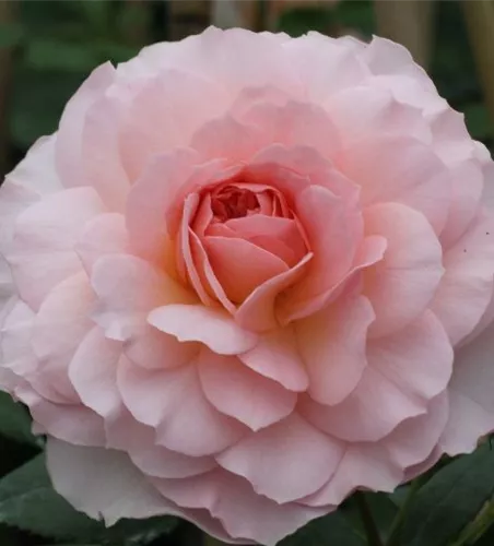 Strauchrose 'Schloss Eutin'®