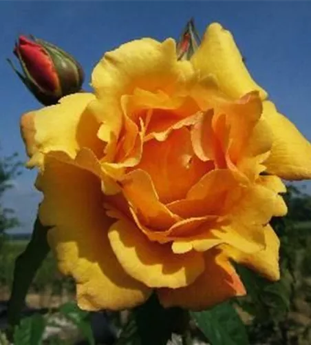 Strauchrose 'Postillion'®