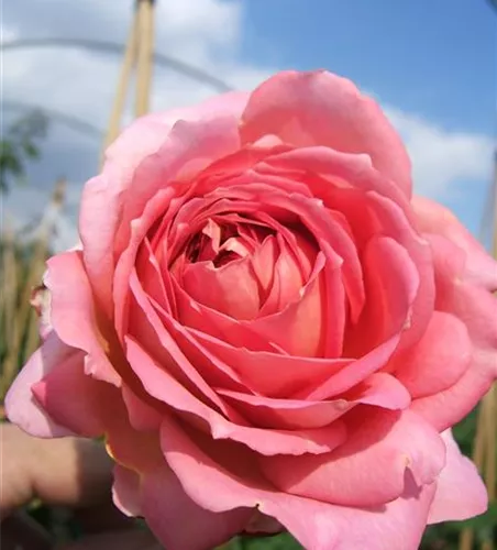 Strauchrose 'Jubilee Celebration'®