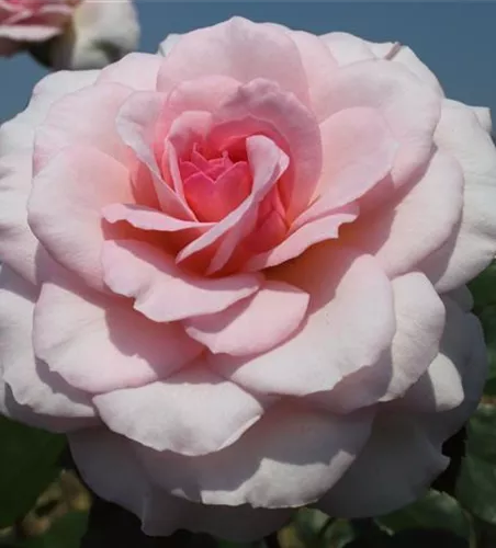 Strauchrose 'Bremer Stadtmusikanten'®