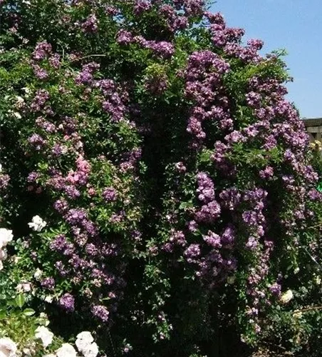 Kletterrose 'Veilchenblau'