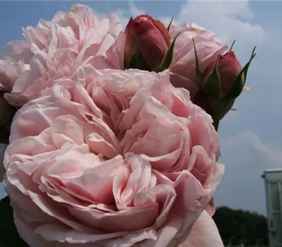 Kletterrose 'Giardina'® Kletterrose 'Giardina'®