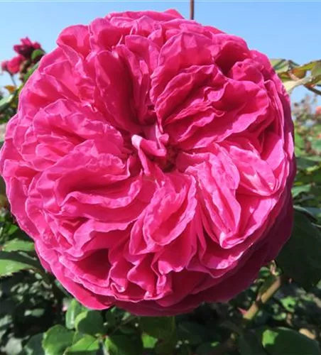 Beetrose 'Freifrau Caroline'®