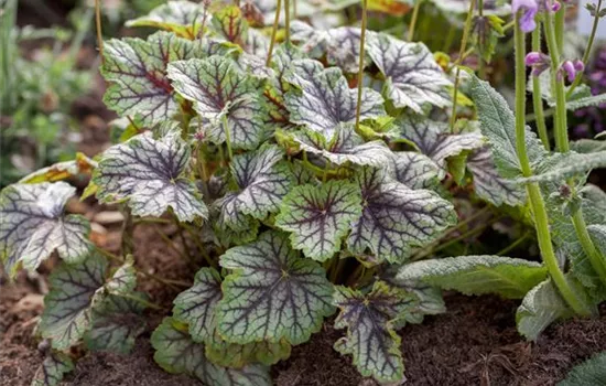 Garten-Purpurglöckchen 'Green Spice'