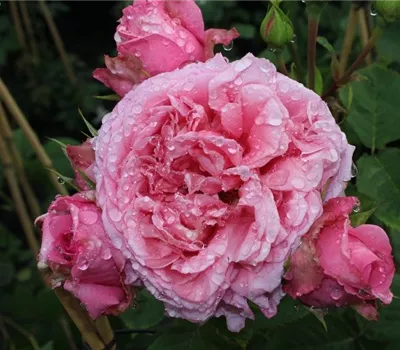 Kletterrose 'Bienvenue'® Kletterrose 'Bienvenue'®