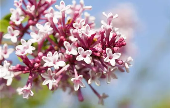 Syringa 'Redwine'