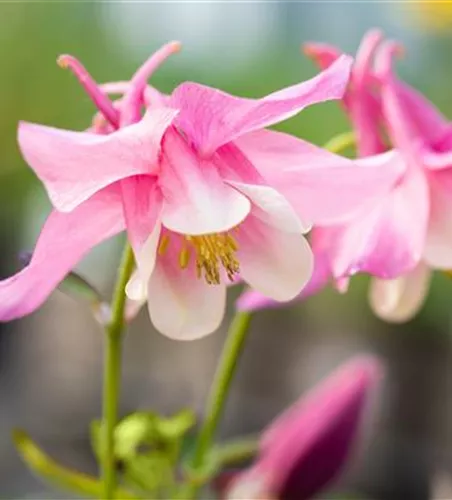 Akelei 'Spring Magic® Rose & White' Akelei 'Spring Magic® Rose & White'