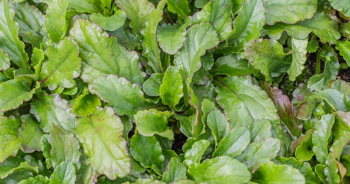 Kriechender Gnsel, Ajuga reptans - 1A Garten Ammer