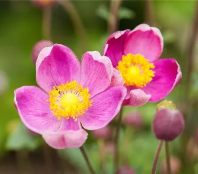 China-Herbst-Anemone 'Praecox'