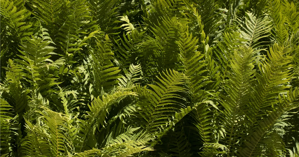 philo monstera deliciosa Philodendron Monstera Deliciosa – ShopTropicals main image 0