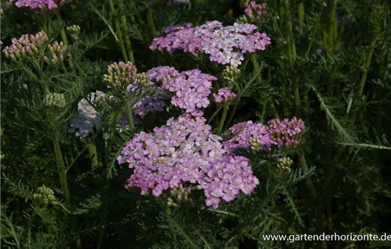 Schafgarbe 'Wonderful Wampee'