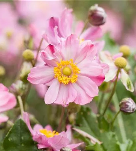 Herbst-Anemone