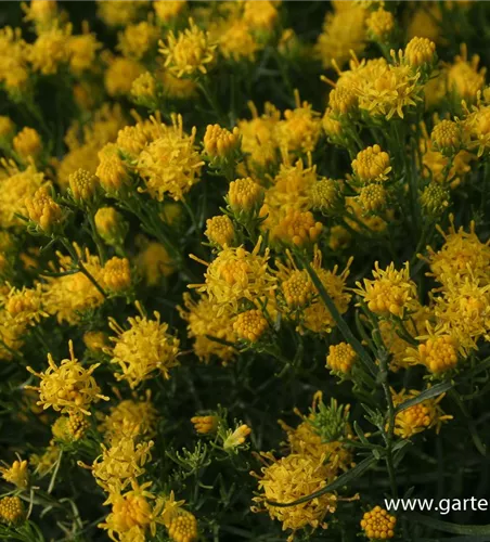 Goldhaar-Aster