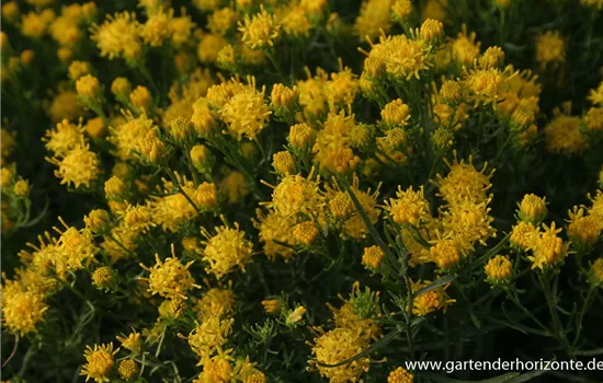 Goldhaar-Aster