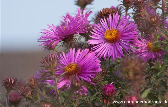 Garten-Raublatt-Aster 'Abendsonne'