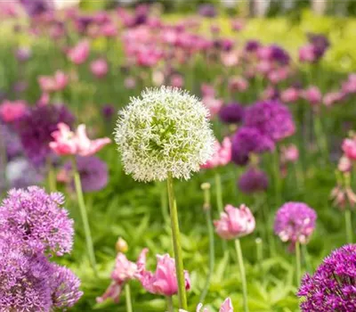 Garten-Zier-Lauch 'Mount Everest'