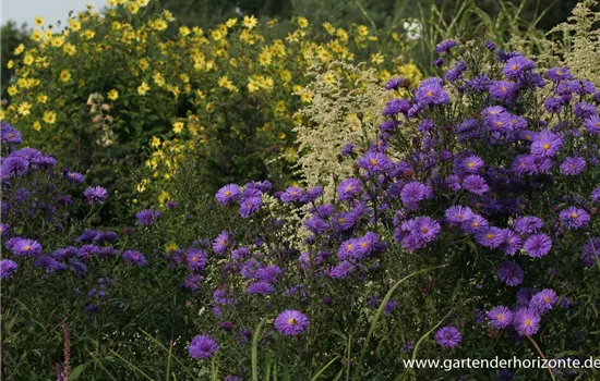 Garten-Glattblatt-Aster 'Fuldatal'