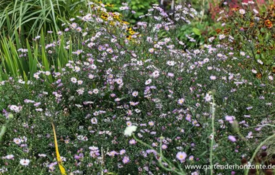 Glattblatt-Aster