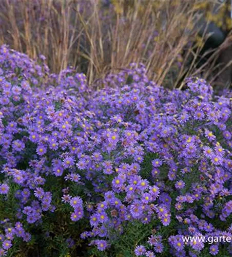 Glattblatt-Aster