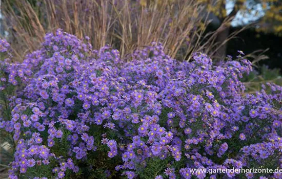 Glattblatt-Aster
