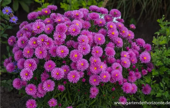 Garten-Kissen-Aster 'Peter Harrison'