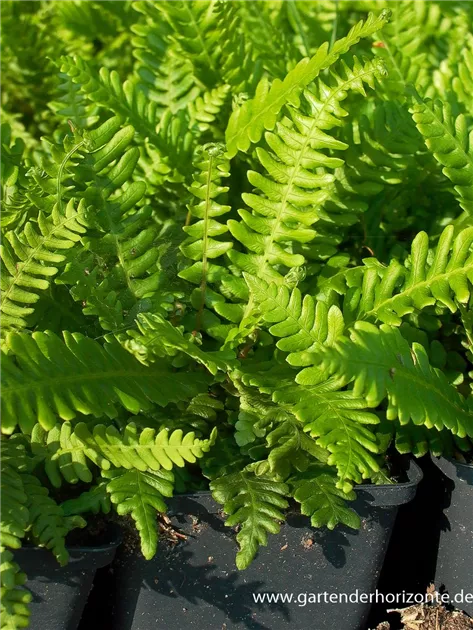 Blechnum spicant, Gewhnlicher Rippenfarn - 1A Garten Ammer