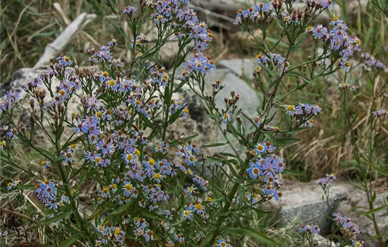 Strand-Aster