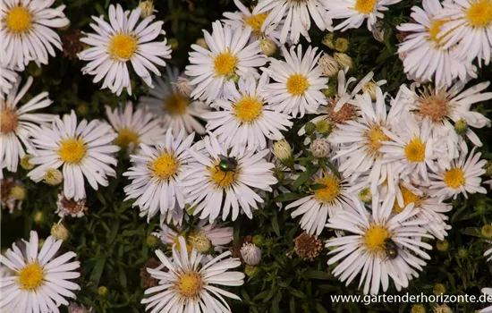 Garten-Kissen-Aster 'Apollo'