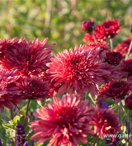 Chrysanthemum x hort.'Pizzicato'