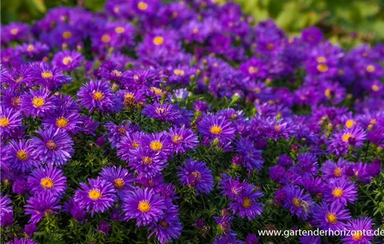 Garten-Kissen-Aster 'Augenweide'