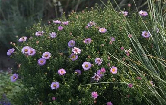 Garten-Kissen-Aster 'Tina'