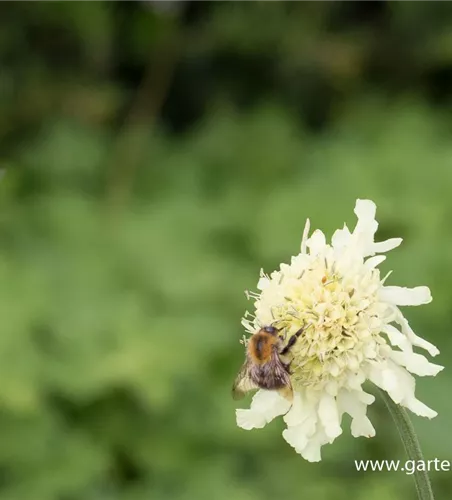 Cephalaria gigantea