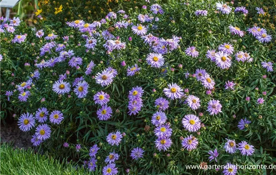 Garten-Kissen-Aster 'Zwergenhimmel'