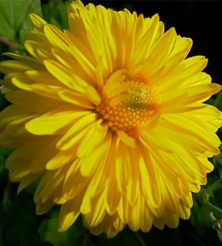 Chrysanthemum x hort.'Citrus'