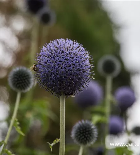 Banater Kugeldistel