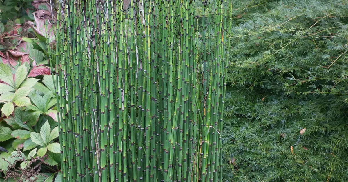 sichtschutz bambus 140 Fargesia scabrida 'Asian Wonder' 80-100 cm  Immergrner Sichtschutz B   Blumen-Senf