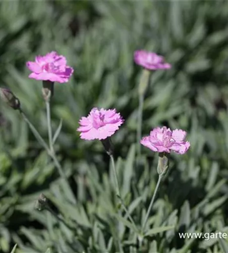 Garten-Pfingst-Nelke 'Pink Jewel'