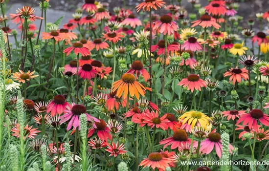 Garten-Scheinsonnenhut 'Cheyenne Spirit'