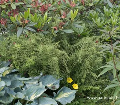 Garten-Goldschuppenfarn 'Cristata The King' Garten-Goldschuppenfarn 'Cristata The King'