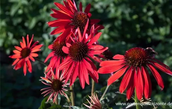 Garten-Scheinsonnenhut 'Hot Summer'®