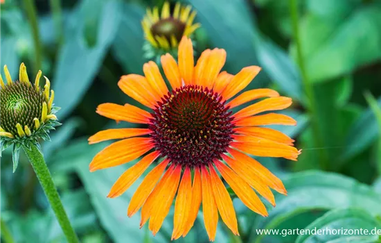 Zweifarbiger Sonnenhut