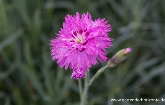 Feder-Nelke