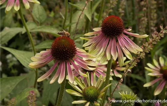 Garten-Scheinsonnenhut 'Green Envy'®