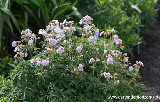 Wiesen-Storchschnabel