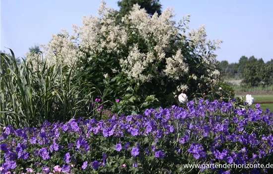 Prächtiger Storchschnabel