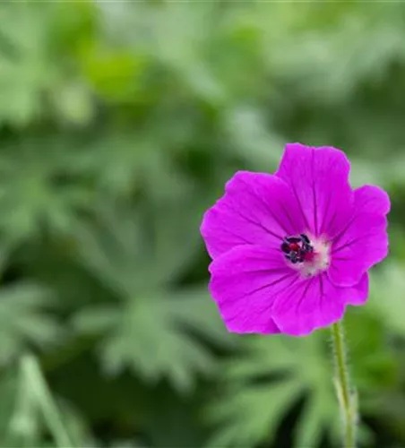 Garten-Blut-Storchschnabel 'Tiny Monster'