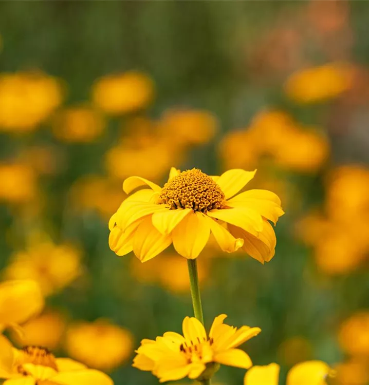 Heliopsis scabra 'Double Contrast'