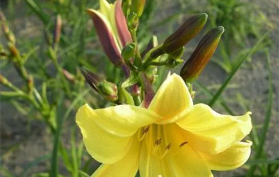 Garten-Taglilie 'Lemon Bells'
